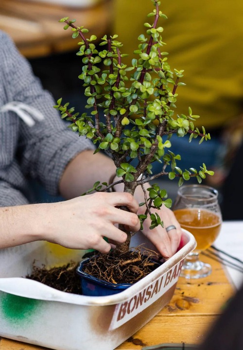 Bonsai & Brews Workshop Card Photo